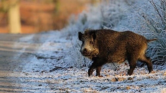 Wild boar on A-7 Costa del Sol motorway causes traffic accident that leaves two people in hospital