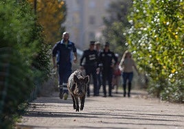 One of the operations concerned this wild boar in the area of La Goleta.