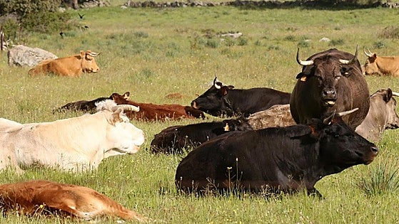 Woman dies after being rammed by cattle in Segovia village
