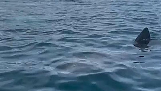 Images of basking shark spotted off Marbella coast go viral