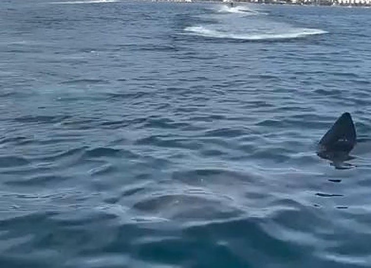 Images of basking shark spotted off Marbella coast go viral