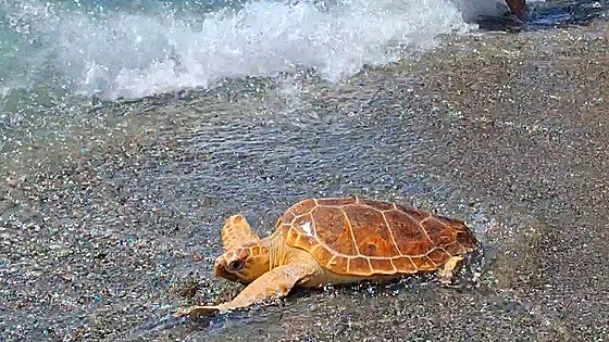Rescued loggerhead turtles are returned to Mediterranean Sea from Costa del Sol beach