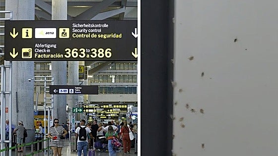 Malaga Airport identifies insects seen in terminals and rules out an infestation