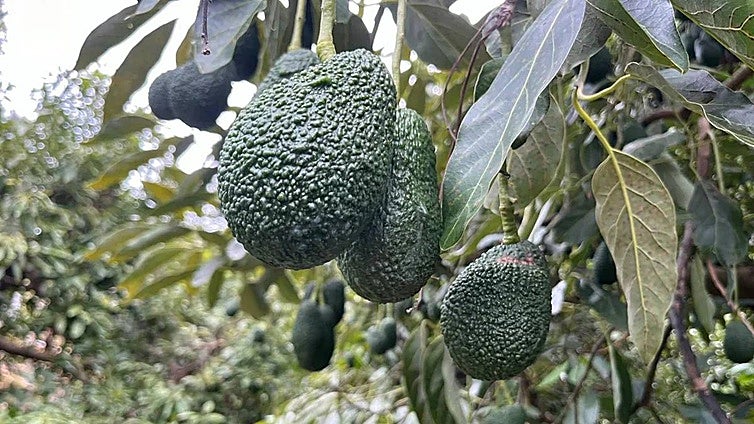Best start to year ever for export market in Malaga province