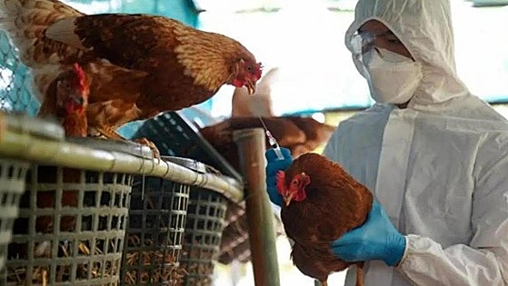 Experts warn of 'growing risk' of bird flu pandemic in Spain