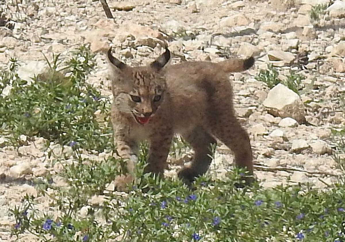 One of the kittens born in the wild.