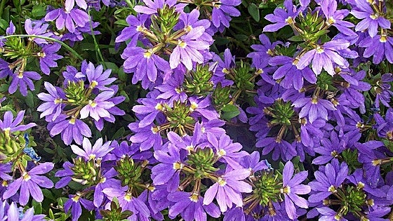 Recommended for your garden in southern Spain: Scaevola aemula