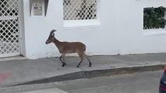 Mountain goat wanders through El Limonar neighbourhood in Malaga and surprises local residents