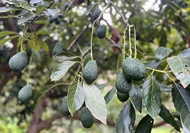 An avocado farm in the Axarquía.