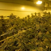 Gang that sent marijuana from Malaga town to Germany hidden in fruit and vegetable shipments is smashed