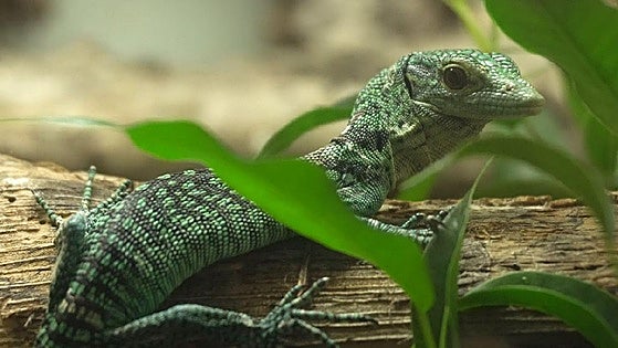 Two threatened green 'dragons' hatch at Bioparc Fuengirola on the Costa del Sol