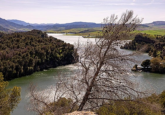 The tree plague wreaked havoc in the area around the Conde del Guadalhorce reservoir.