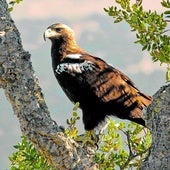 An adult Iberian imperial eagle.