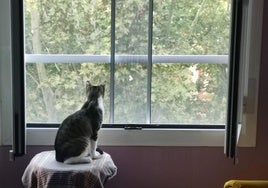'Parachuting' pet warning issued by cat charity in Spain