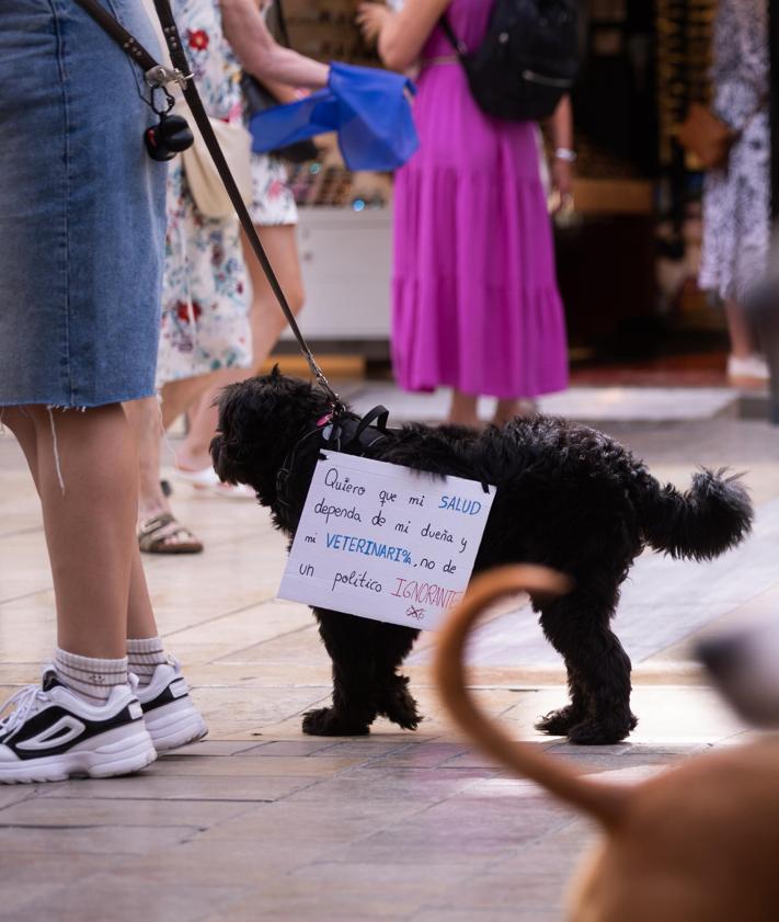 Imagen secundaria 2 - Pet owners and vets march in Malaga in protest against Spain&#039;s new veterinary medicines law