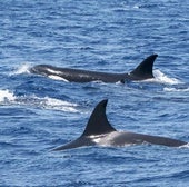The white orca gladis - the one behind the first attack in 2020 - in the top of the photo.