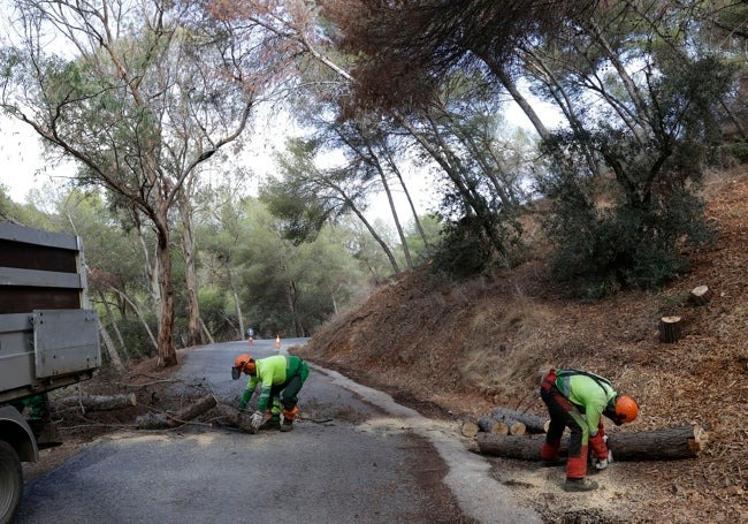Clearing dead trees on Monte Victoria.
