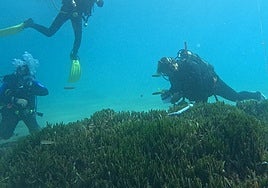 Posidonia oceanica meadow.