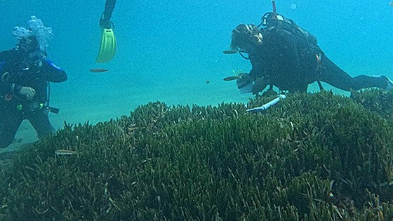 Posidonias SOS: an invasive Asian seaweed is threatening its survival on the Costa del Sol