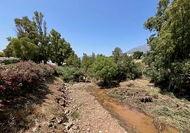 The Verde riverbed is currently full of reeds that hinder the flow of water.