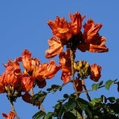 Spathodea campanulata.