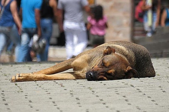 New 24-hour service will guarantee 'well-being and proper treatment of all animals in Mijas'