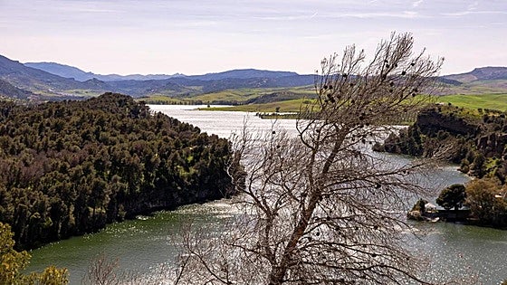 Drought and disease wipe out thousands of pines in Malaga province
