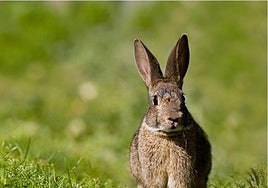 Environmental authorities concerned about the proliferation of wild rabbits.