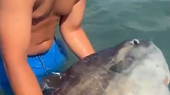 What is this incredible fish that was found by a bather on a beach in the south of Spain?
