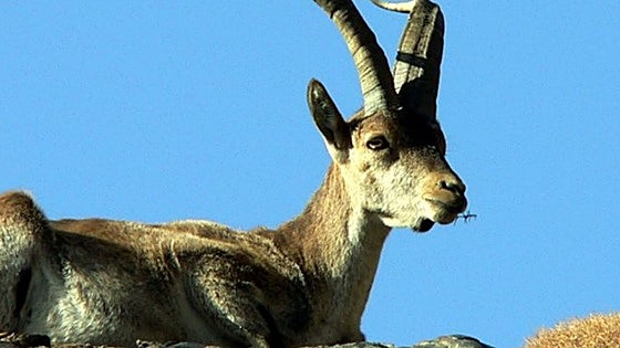 Scabies threat to mountain goats in Malaga province: hunting plan rolled out in 60 areas to help prevent disease spread