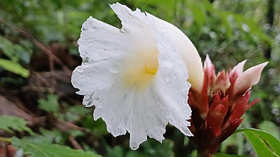 Recommended for your garden in southern Spain: Crepe ginger
