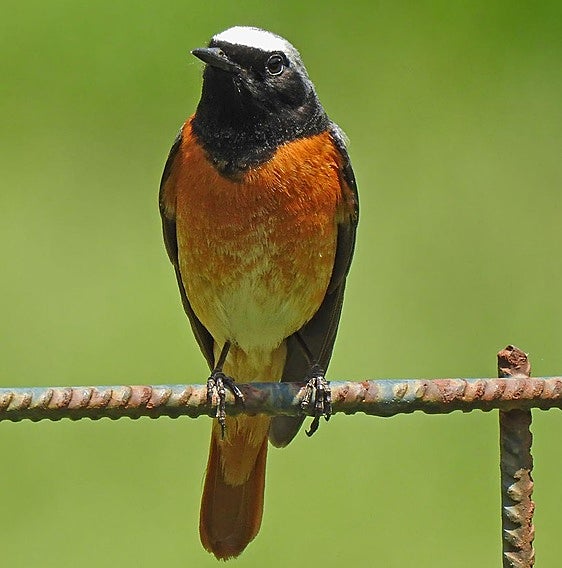 The common redstart