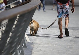 Costa del Sol town hall fines 25 owners for not cleaning up after their pets