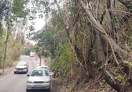 Vegetation growing over the road from the property.