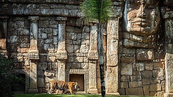 Step into the tropical jungle of BIOPARC Fuengirola, a unique experience on the Costa del Sol