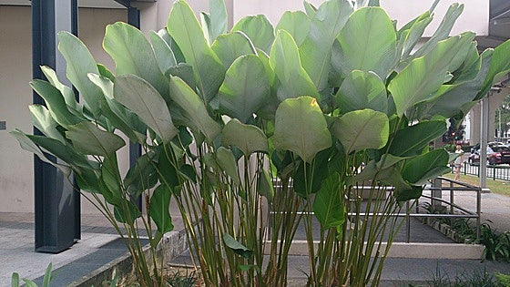 Calathea lutea