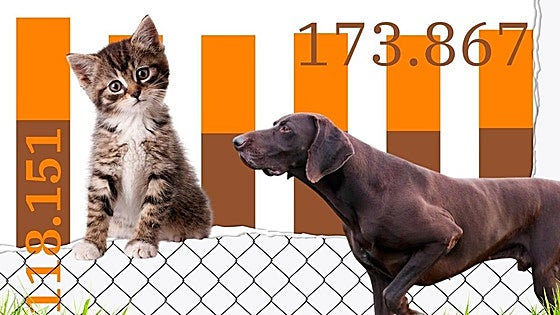 People in Spain are abandoning more dogs and cats: 33 per hour