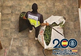 Three people arrested and marijuana plantation dismantled in Guadalhorce valley town