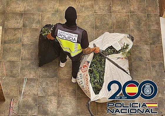 Three people arrested and marijuana plantation dismantled in Guadalhorce valley town