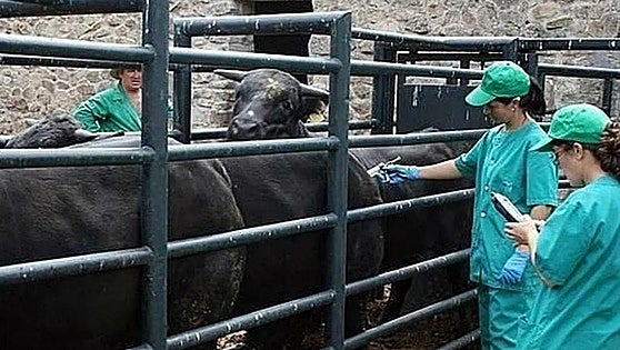 Farmers' association calls for aid after bluetongue outbreak in Malaga's Guadalhorce valley