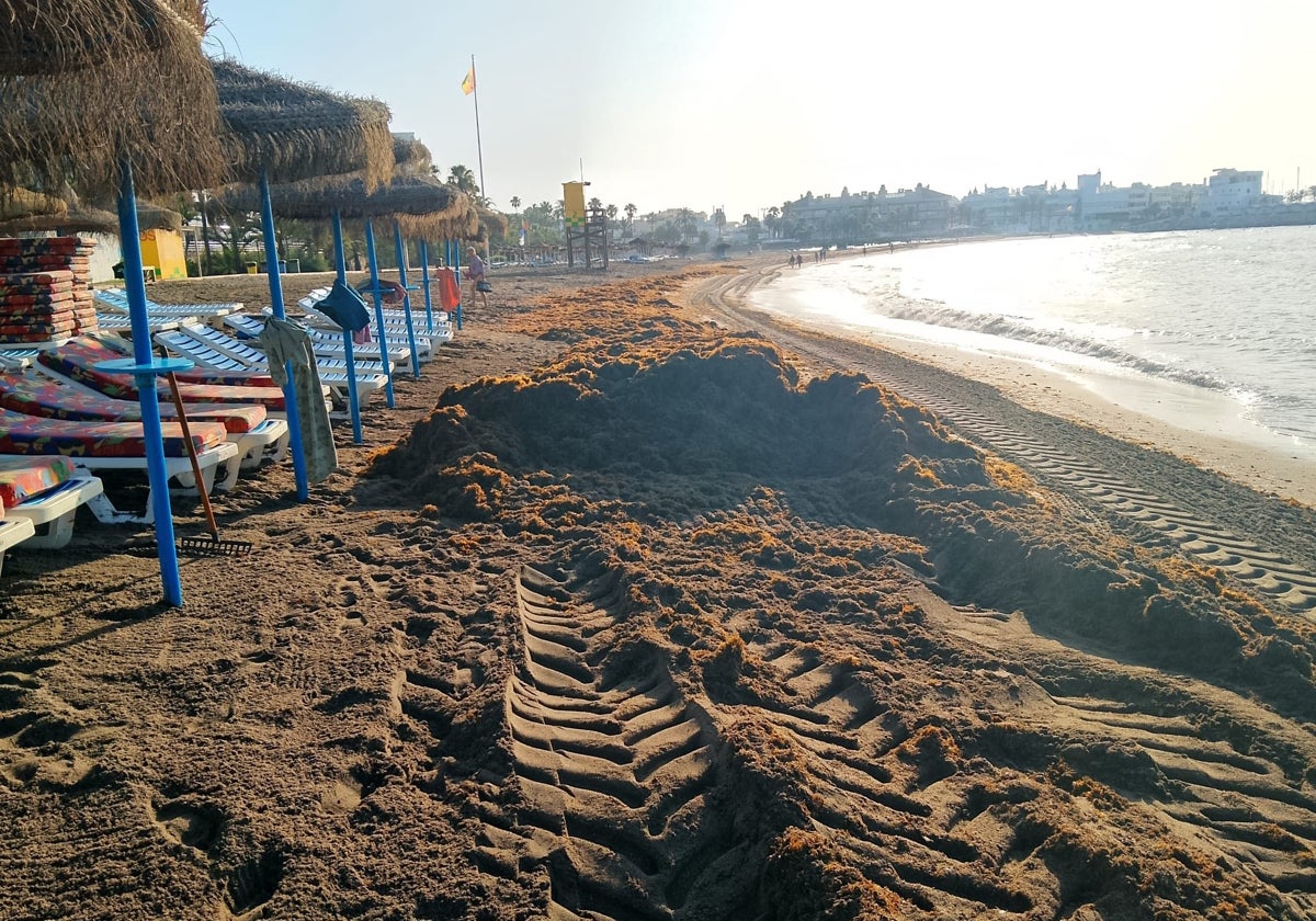 Asian algae upwelling, a few days ago in Benalmádena.