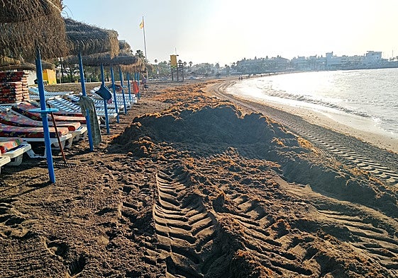 Asian algae upwelling, a few days ago in Benalmádena.