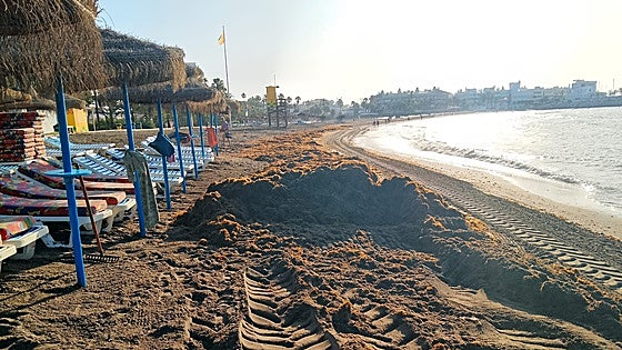 The fight against Asian algae in Benalmádena: more machinery and a full-time worker to remove 1,500 tonnes per year