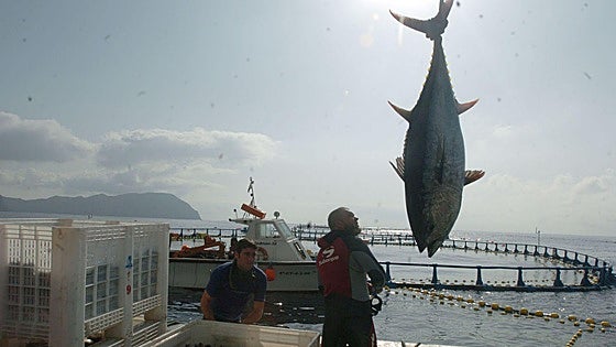 Bluefin tuna fishing season suspended in Gibraltar