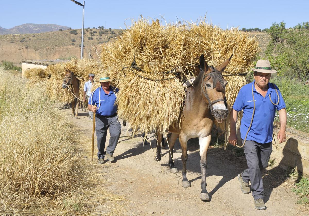 The Alpujarra village in southern Spain that has gone back in time to recreate an ancient agricultural practice
