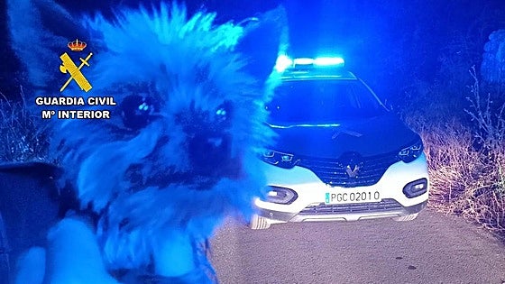 Lucas, the Yorkshire terrier that saved his owner's life by alerting police in Spain
