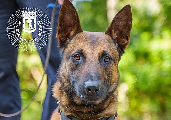 Lobo, the police dog killed in the line of duty.