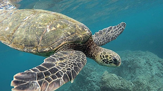 The Costa del Sol town that's doing its bit to help save sea turtles