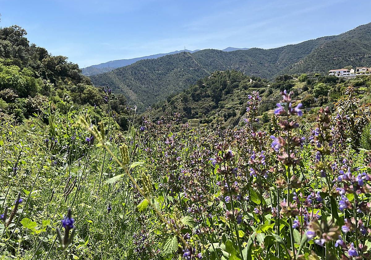 Imagen principal - They grow a lot of the ingredients on their land, including aromatic herbs.