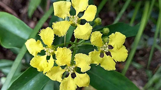 Gardening in southern Spain: The butterfly vine